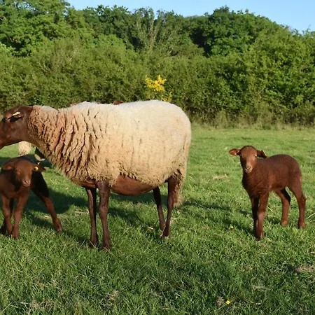 Ecologique Accueillant En Sologne Bourbonnaise, Animaux Acceptes, Parking - Fr-1-489-614 Σπίτι διακοπών *