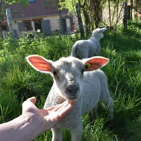 Ecologique Accueillant En Sologne Bourbonnaise, Animaux Acceptes, Parking - Fr-1-489-614 *